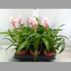 Guzmania  'Candy'