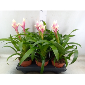 Guzmania  'Candy'