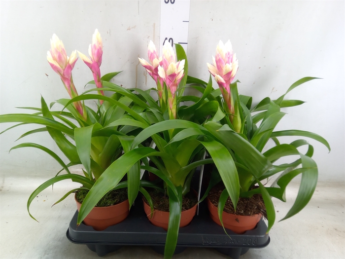 <h4>Guzmania  'Candy'</h4>
