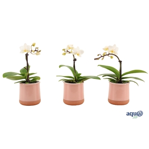 Valencia Roze Tiny Dolls Wit 1T7+ aqu@