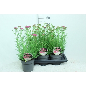Achillea millef.
