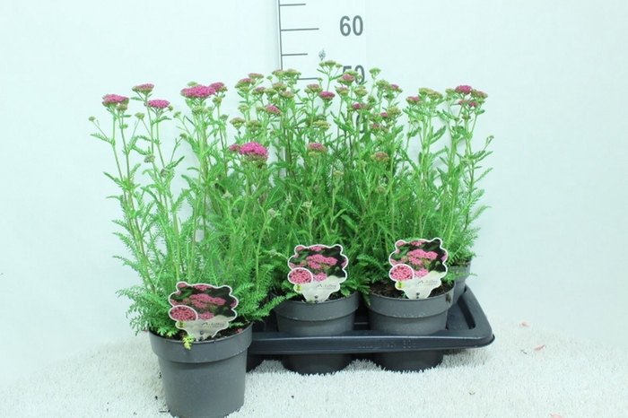 <h4>Achillea millef.</h4>