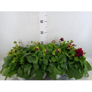 Dahlia  'Dahlietta Patty'