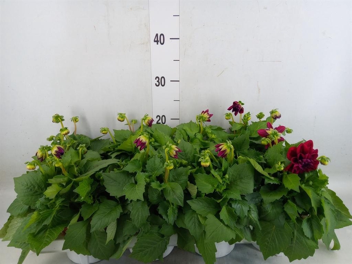 <h4>Dahlia  'Dahlietta Patty'</h4>