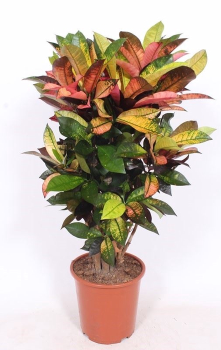 Codiaeum Mrs Iceton