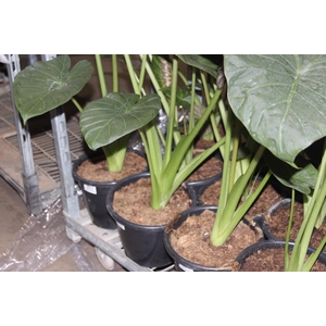 ALOCASIA REGAL SHIELDS P24