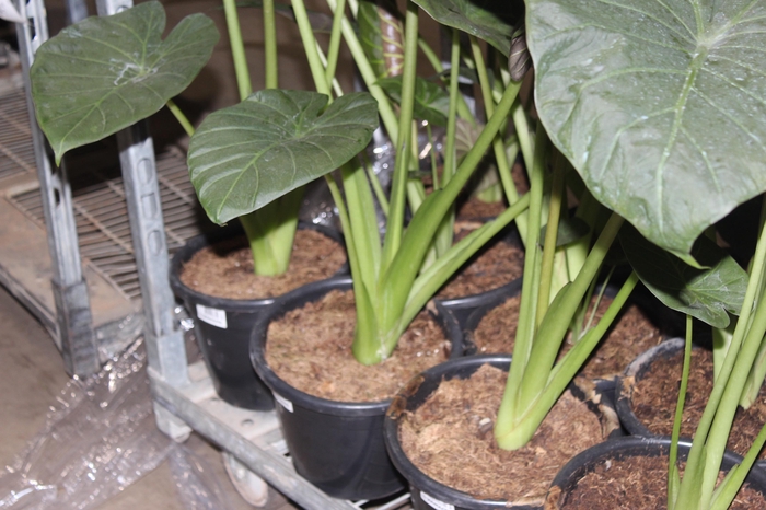 <h4>ALOCASIA REGAL SHIELDS P24</h4>