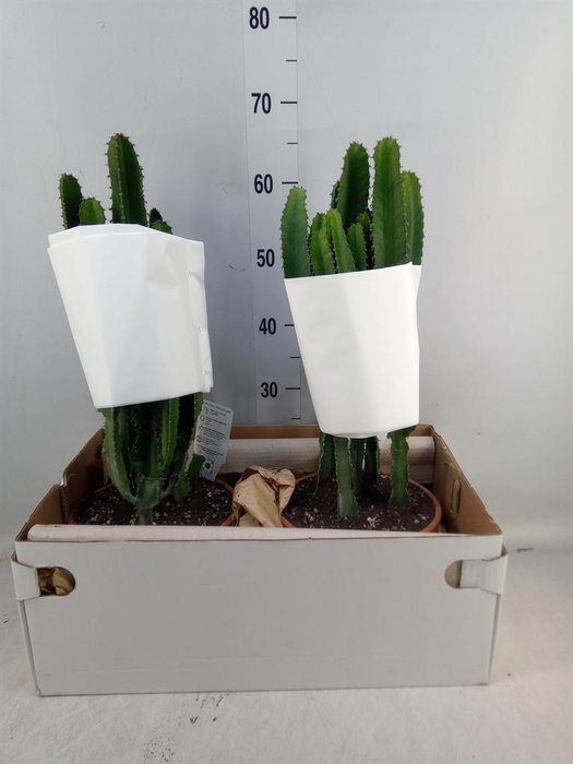 <h4>Euphorbia   ...</h4>