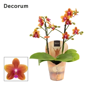 Phalaenopsis perfíum 2 tak Bolgheri (Decorum)