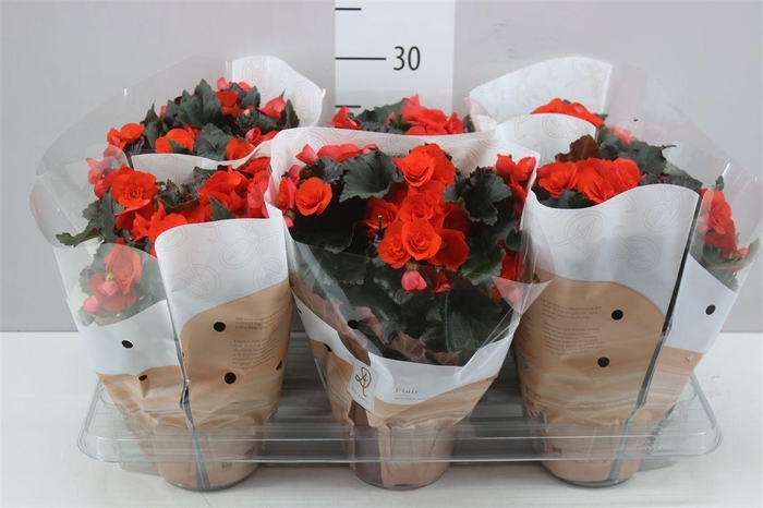 <h4>Begonia Du Mocca Orange</h4>