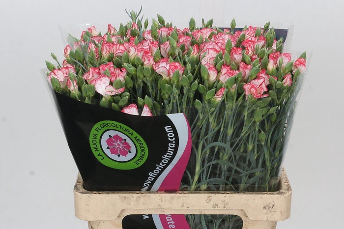 <h4>DI TE SYMPLY STRIKE</h4>