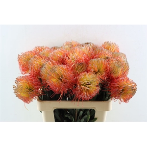 Leuco Blancheito