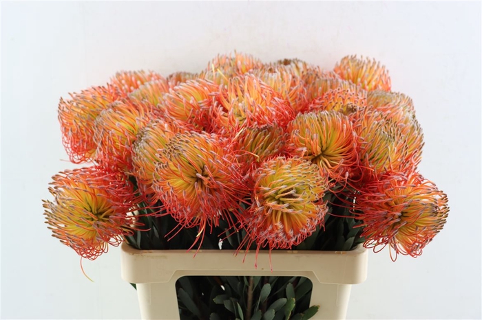 <h4>Leuco Blancheito</h4>