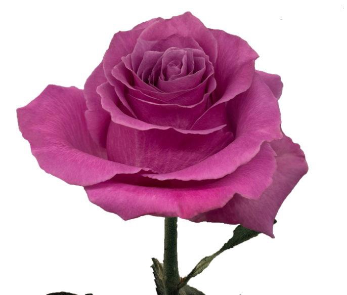 <h4>R GR Breathless</h4>