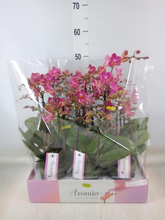 <h4>Phalaenopsis multi.   ...orange</h4>