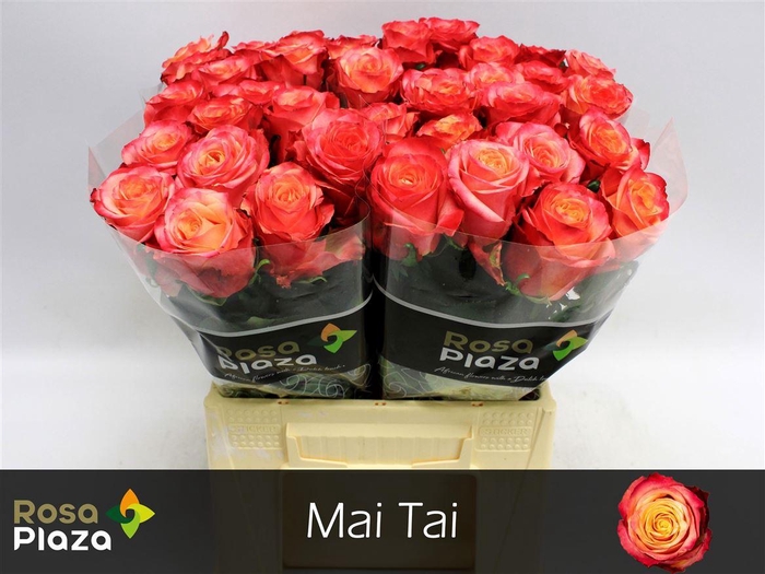 <h4>R Gr Mai Tai</h4>