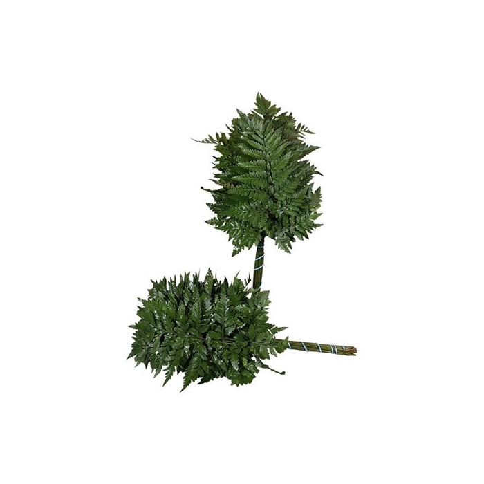 <h4>LEDERVAREN JUNIOR NATURE GREENS</h4>