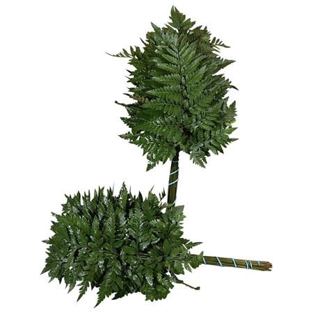 <h4>LEDERVAREN JUNIOR NATURE GREENS</h4>