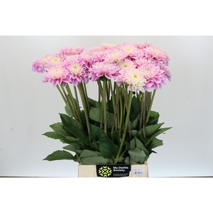 Dahlia Sweet Love