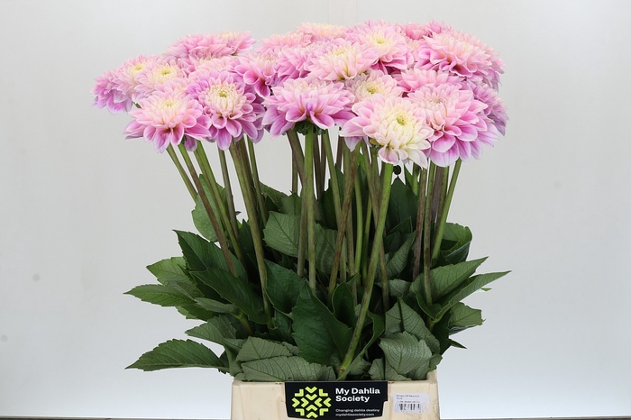 <h4>Dahlia Sweet Love</h4>