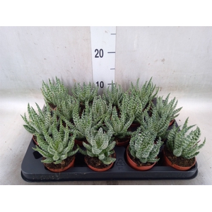 Aloe humilis