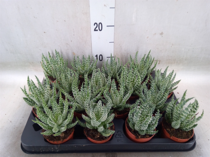 <h4>Aloe humilis</h4>