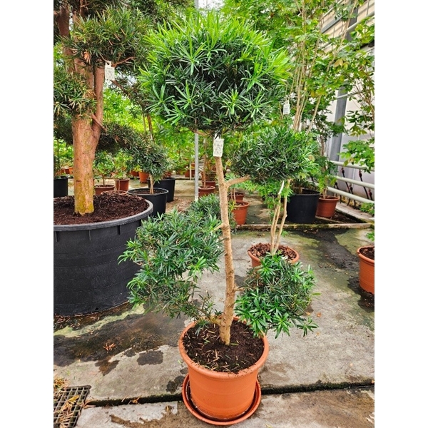 <h4>Podocarpus macrophylla</h4>