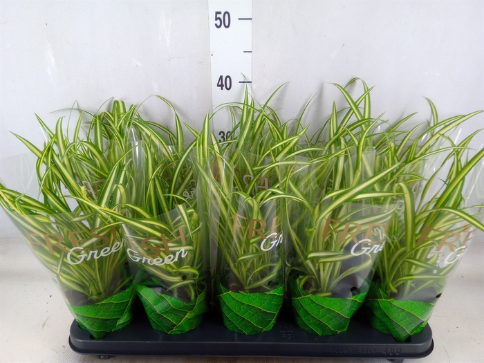 <h4>Chlorophytum  'Atlantic'</h4>