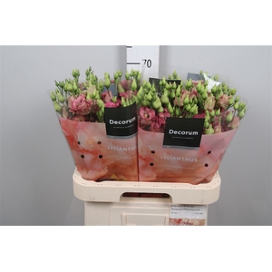 Eus G Elece Retro Rose