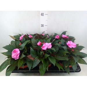 Impatiens NG 'ColPow Lavender Flam'