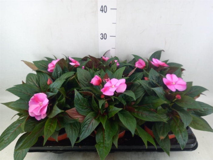 <h4>Impatiens NG 'ColPow Lavender Flam'</h4>