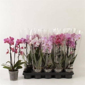 PHAL EL CASCADE