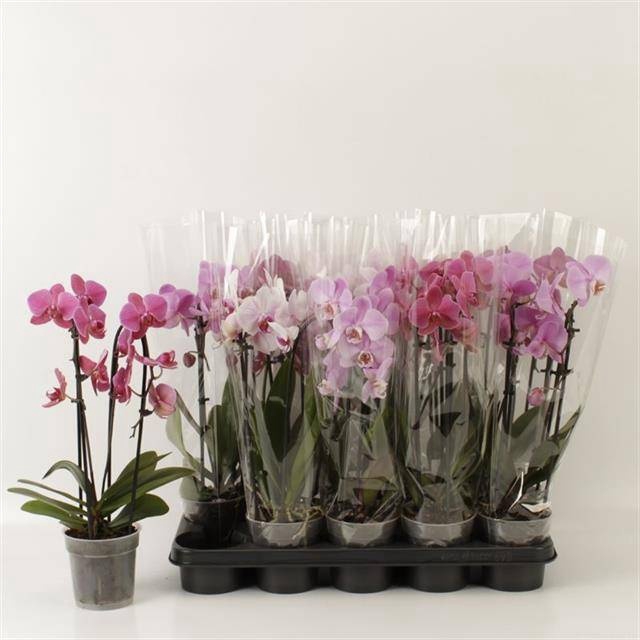 <h4>PHAL EL CASCADE</h4>