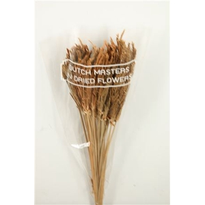 Dried Umbr. Sedge Big Leaf Natural Bunch