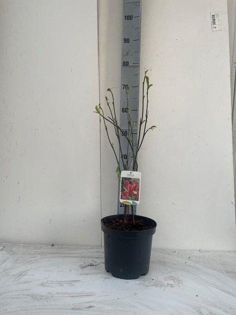 <h4>MAGN LIL NIGRA</h4>