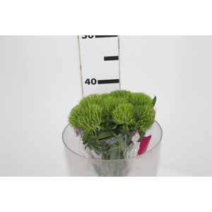 DIANTHUS GREEN BALL 040 CM