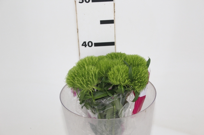 <h4>DIANTHUS GREEN BALL 040 CM</h4>