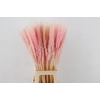 DF Pampas Silvy Bs 10pc L.Pink