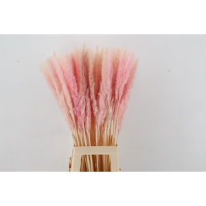 DF Pampas Silvy Bs 10pc L.Pink
