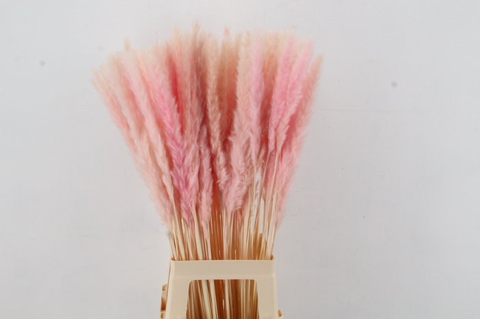 DF Pampas Silvy Bs 10pc L.Pink