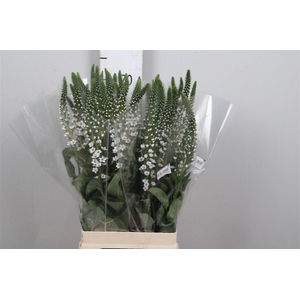 Lysimachia Elizabeth