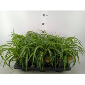 Chlorophytum com. 'Bonnie'