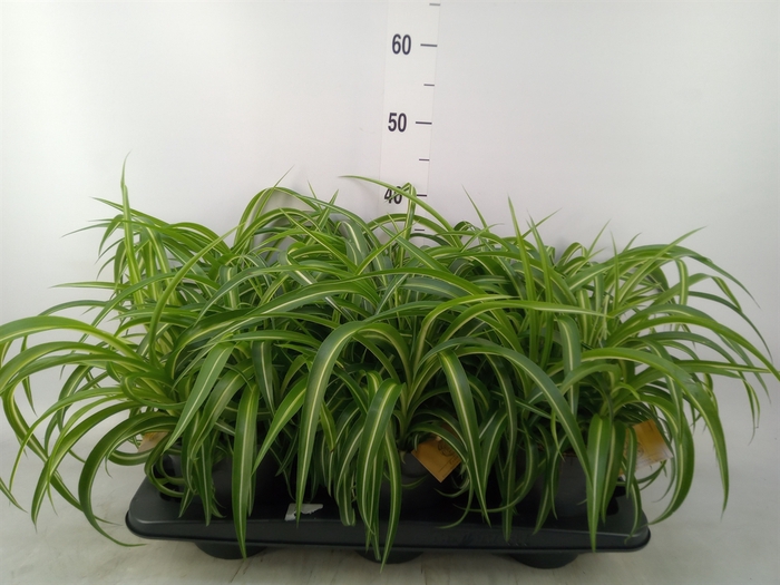 <h4>Chlorophytum com. 'Bonnie'</h4>