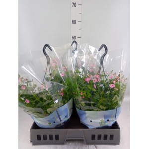 Diascia  'FlyColors Trail Antiq Ro'