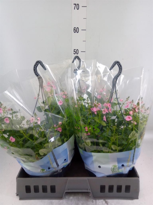 <h4>Diascia  'FlyColors Trail Antiq Ro'</h4>