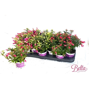 FUCHSIA B F GEM