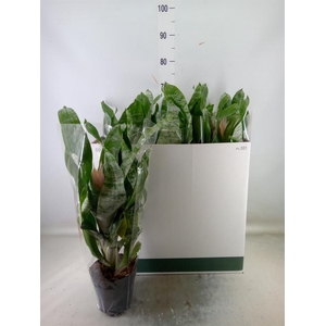 Aechmea fasciata 'Prontoo'