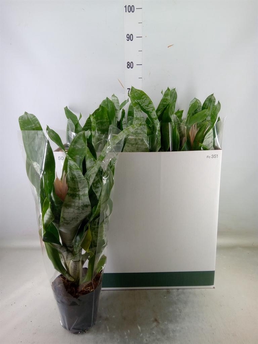 <h4>Aechmea fasciata 'Prontoo'</h4>