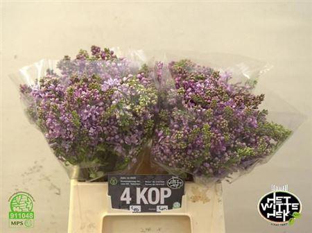 <h4>Syr V Dark Koster</h4>