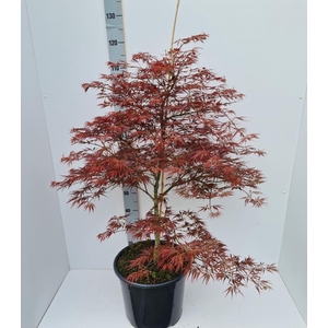 Acer palmatum Ornatum